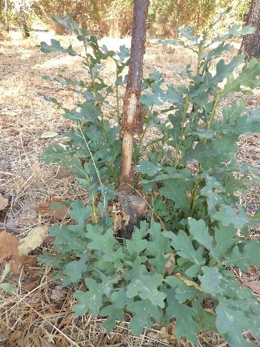 Çim biçme tırpanları ağaçları kurutuyor