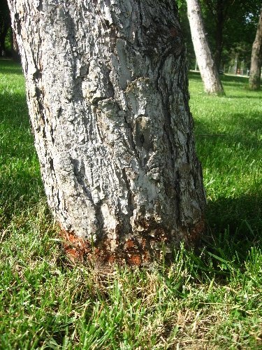 Çim biçme tırpanları ağaçları kurutuyor