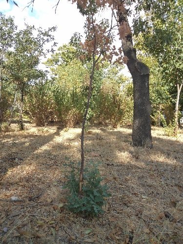 Çim biçme tırpanları ağaçları kurutuyor