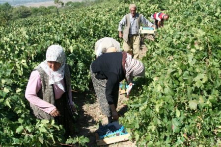 Cimin üzümü hasadı başladı, bağlar hareketlendi
