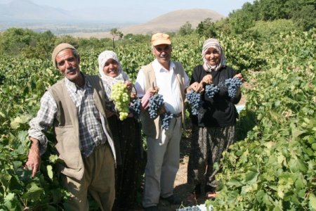 Cimin üzümü hasadı başladı, bağlar hareketlendi