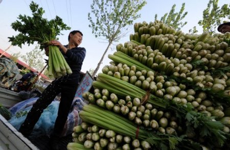 Çin’de Kereviz Bolluğu, Çiftçiyi Vurdu