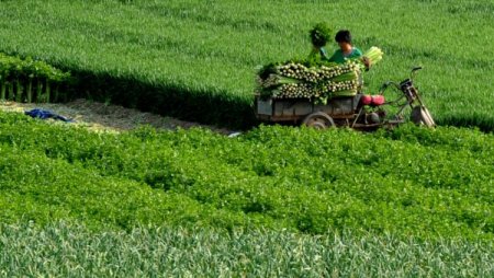 Çin’de Kereviz Bolluğu, Çiftçiyi Vurdu