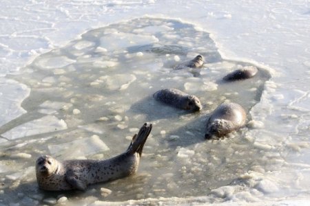 Çin'de Mahsur Kalan Foklara Halk Yardım Elini Uzattı
