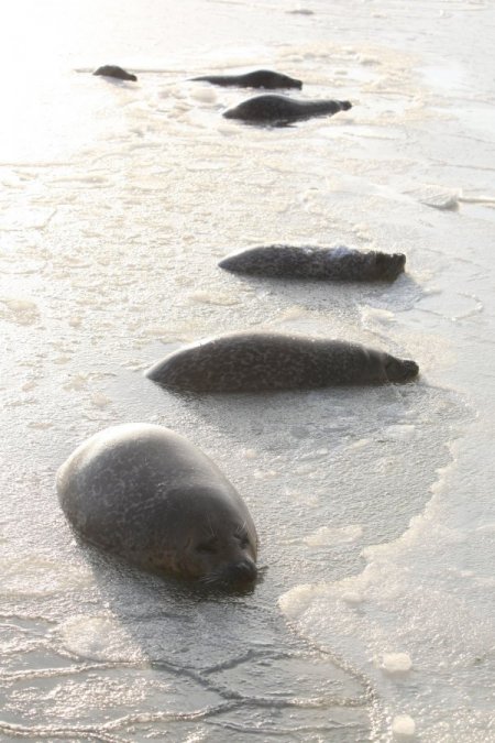 Çin'de Mahsur Kalan Foklara Halk Yardım Elini Uzattı