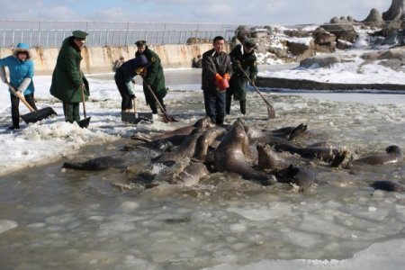 Çin'de Mahsur Kalan Foklara Halk Yardım Elini Uzattı