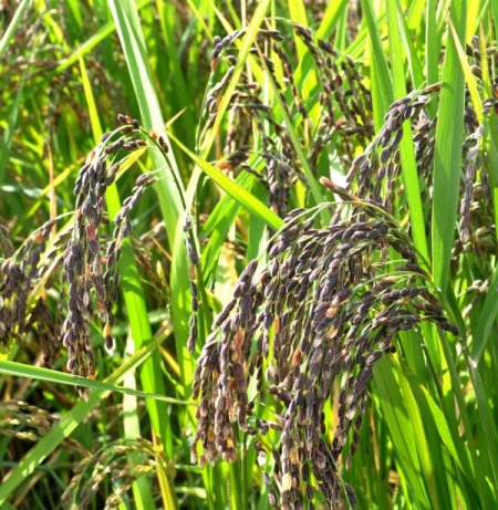 Çin’in Siyah Pirincinde İlk Hasat Yapıldı, Üretici Memnun