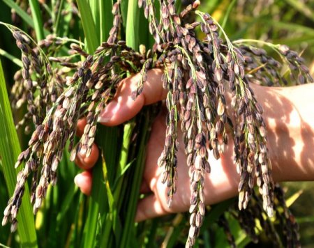 Çin’in Siyah Pirincinde İlk Hasat Yapıldı, Üretici Memnun