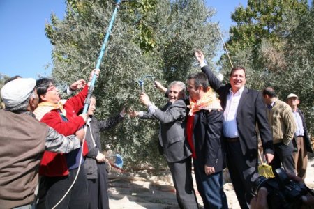 Çinli, Japon Ve İranlılar Aydın'da Zeytin Topladı