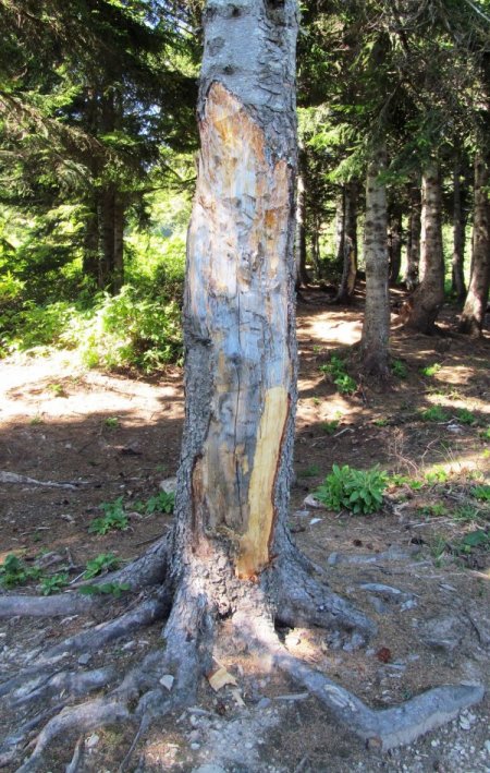 Çıra için çam ağaçlarına zarar verenlerin de çırası yanacak