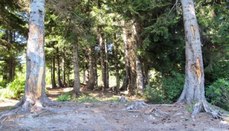 Çıra için çam ağaçlarına zarar verenlerin de çırası yanacak