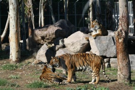 CITES heyeti İzmir Doğal Yaşam Parkı'nı beğendi