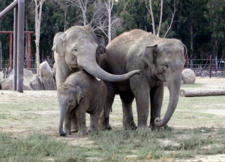 CITES heyeti İzmir Doğal Yaşam Parkı'nı beğendi