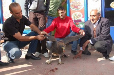 Çobanın Dağda Bulduğu Yaralı Kaya Kartalına Esnaf Sahip Çıktı
