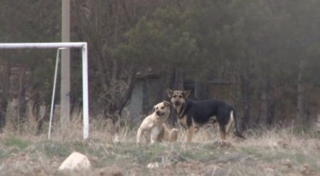 Çocuğunu Okuldan Almaya Giderken Başıboş Köpeklerin Saldırısına Uğradı
