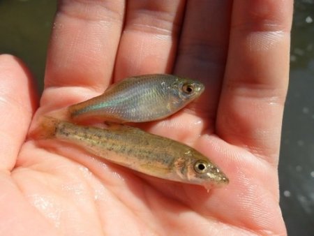 ÇOMÜ sularda hangi canlının hangi canlıyı yediğini araştırıyor