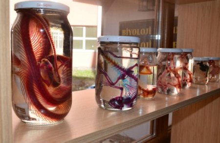 ÇOMÜ Zooloji Müzesi kuruldu