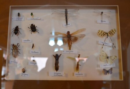 ÇOMÜ Zooloji Müzesi kuruldu