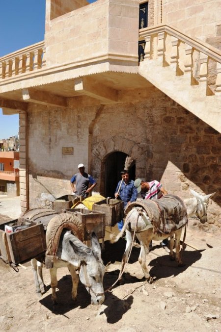 Çöpçü Eşekler Klasik Müzikle Stres Atıyor