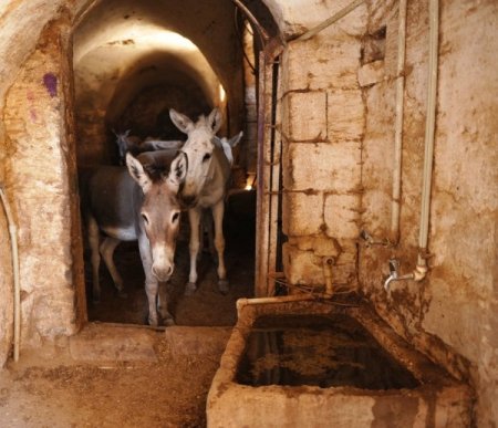 Çöpçü Eşekler Klasik Müzikle Stres Atıyor