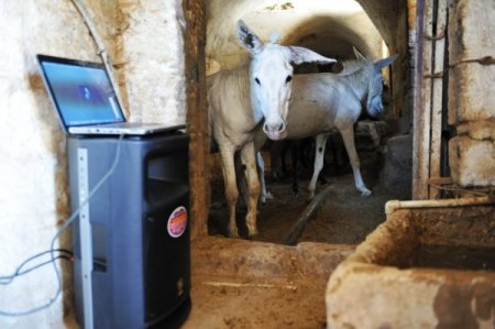 Çöpçü Eşekler Klasik Müzikle Stres Atıyor
