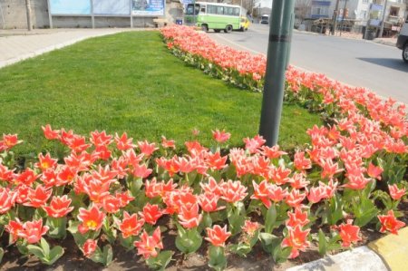 Çorlu, Lale Ve Sümbüllerle Bezendi