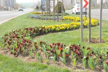 Çorlu, Lale Ve Sümbüllerle Bezendi