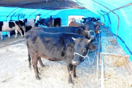 Çorlu Canlı Hayvan Pazarı Kurban Bayramı'na Hazır