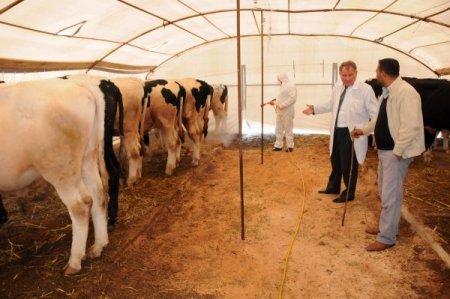 Çorlu’da Kurbanlık Canlı Hayvan Pazarı Kuruldu