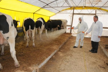 Çorlu’da Kurbanlık Canlı Hayvan Pazarı Kuruldu