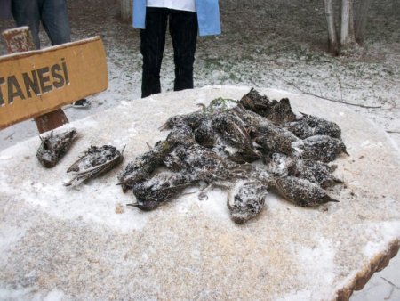 Çorlu’da Yüzlerce Kuş Açlık Ve Soğuktan Telef Oldu
