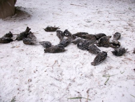 Çorlu’da Yüzlerce Kuş Açlık Ve Soğuktan Telef Oldu