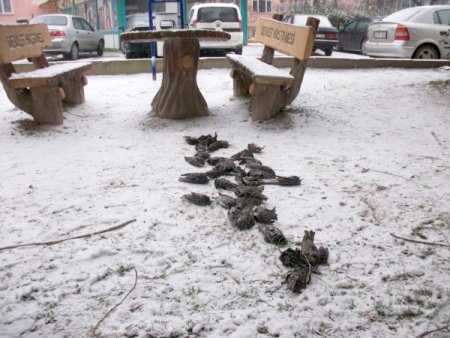 Çorlu’da Yüzlerce Kuş Açlık Ve Soğuktan Telef Oldu