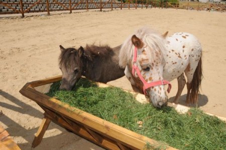 Çorlulu Çocukların Gözdesi Mini Hayvanat Bahçesi