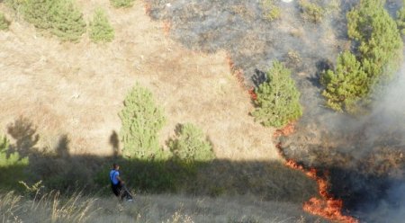 Çorum'da 20 Dönümlük Karaçam Ormanı Yandı