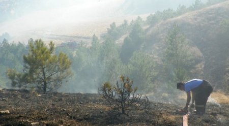 Çorum'da 20 Dönümlük Karaçam Ormanı Yandı