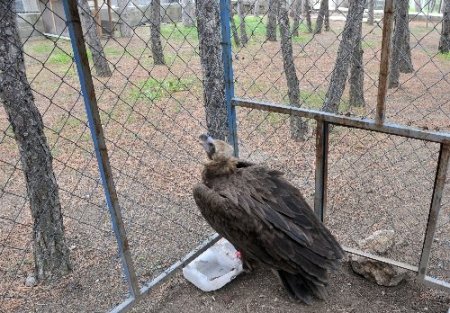 Çorum'da 3 metre boyunda 13 kilo ağırlığındaki kara akbaba bulundu