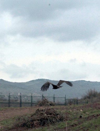 Çorum'da 3 metre boyunda 13 kilo ağırlığındaki kara akbaba bulundu