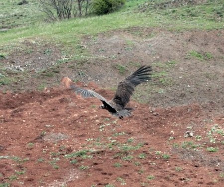 Çorum'da 3 metre boyunda 13 kilo ağırlığındaki kara akbaba bulundu