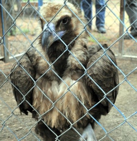 Çorum'da 3 metre boyunda 13 kilo ağırlığındaki kara akbaba bulundu