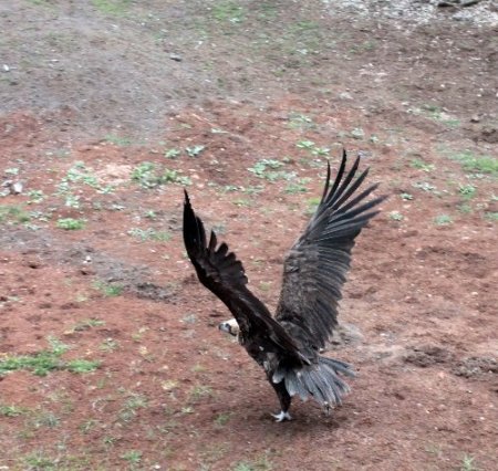 Çorum'da 3 metre boyunda 13 kilo ağırlığındaki kara akbaba bulundu