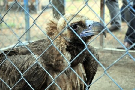 Çorum'da 3 metre boyunda 13 kilo ağırlığındaki kara akbaba bulundu