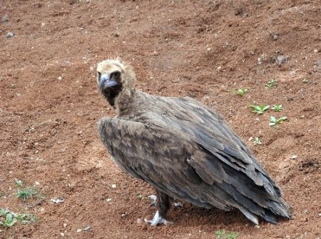 Çorum'da 3 metre boyunda 13 kilo ağırlığındaki kara akbaba bulundu