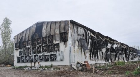 Çorum'da çiftlik yangını: 80 bin tavuk telef oldu
