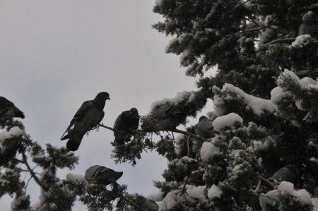 Çorum'da kar yağışı etkili oluyor