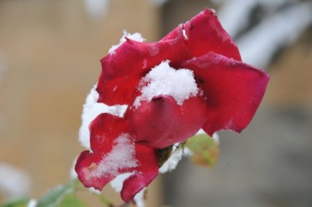 Çorum'da kar yağışı etkili oluyor