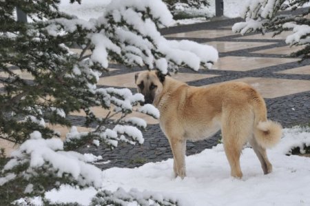 Çorum'da kar yağışı etkili oluyor