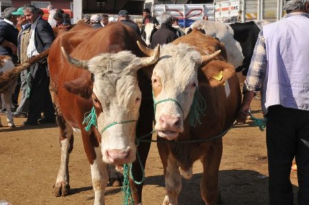 Çorum'da kurban pazarı hareketlendi