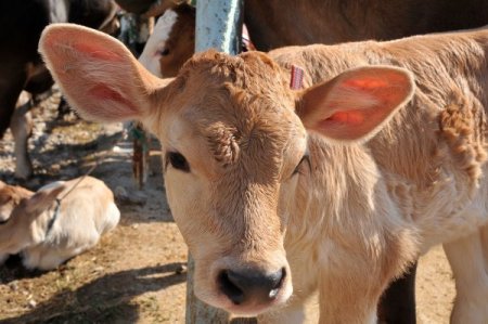Çorum'da kurban pazarı hareketlendi