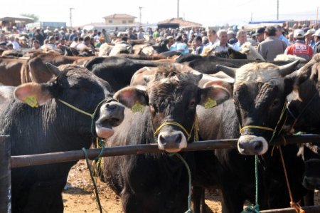 Çorum'da kurban pazarı hareketlendi